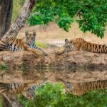 Tiger Reserve Clearance