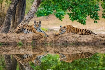 Tiger Reserve Clearance