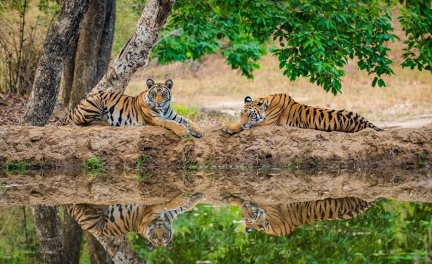Tiger Reserve Clearance