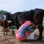 Milk crisis