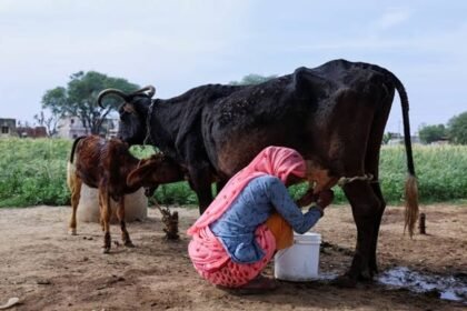 Milk crisis