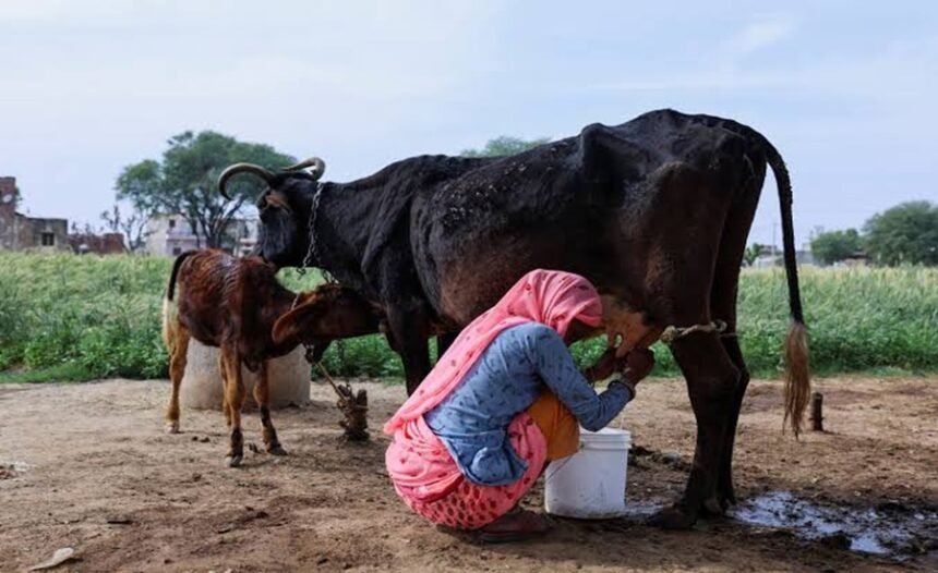 Milk crisis