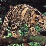 Clouded Leopard