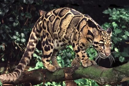Clouded Leopard