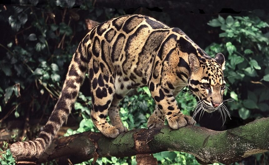 Clouded Leopard