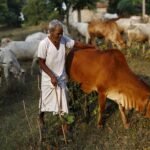 Livestock Development