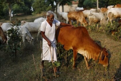 Livestock Development