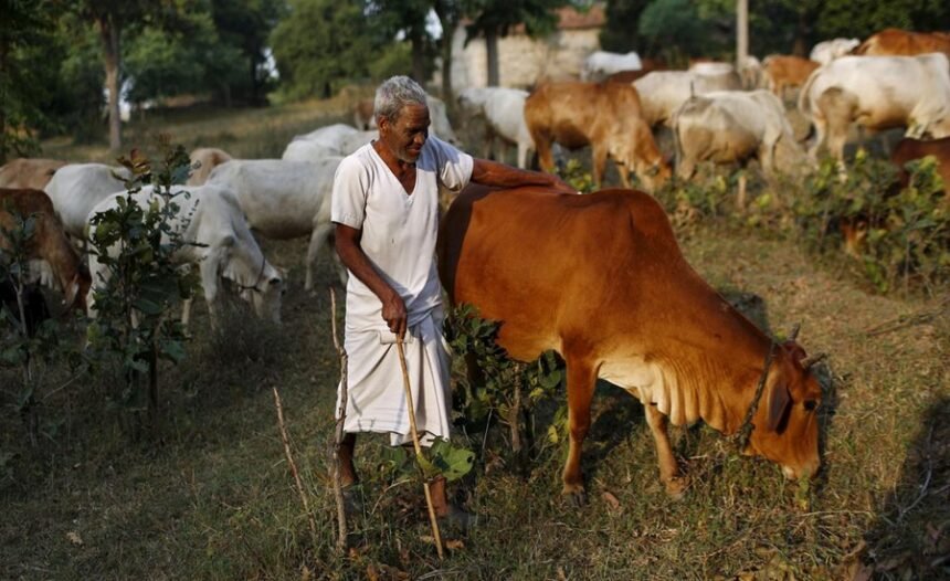 Livestock Development